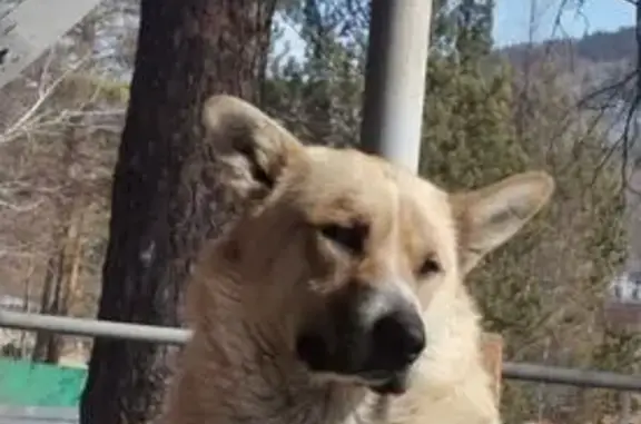 Пропала собака, Атамановское, Забайкалье