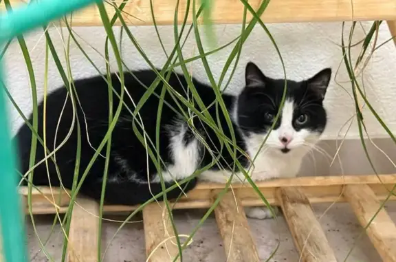 Найдена кошка, Санкт-Петербург, фото: Кошка найдена: Приморский пр., 52 к1