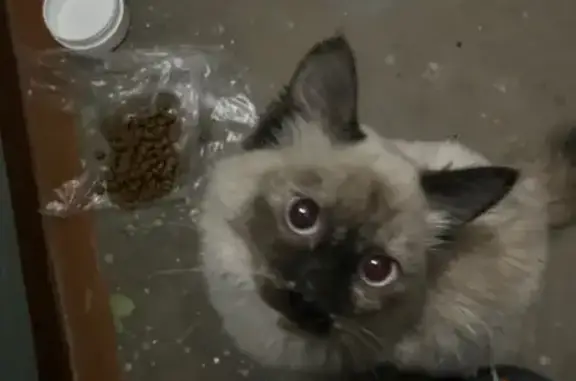 Найдена кошка, Ангарск, фото: Кошка найдена, Ангарск, ул. 23