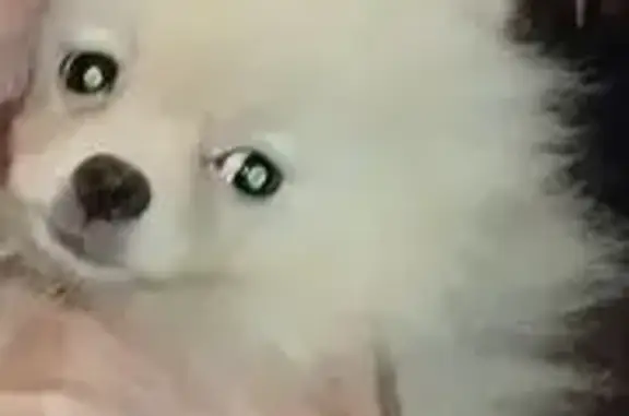 Пропала собака, ул. Дзержинского, 121