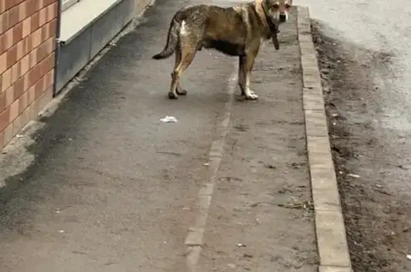 Найдена собака, Саратов, фото: Собака найдена на Весенней улице, Саратов