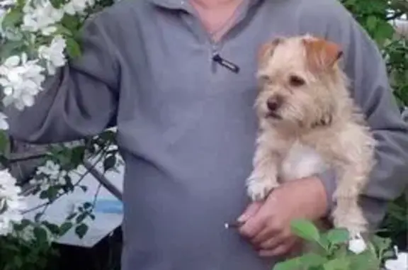 Пропала собака на ул. Фармана Салманова