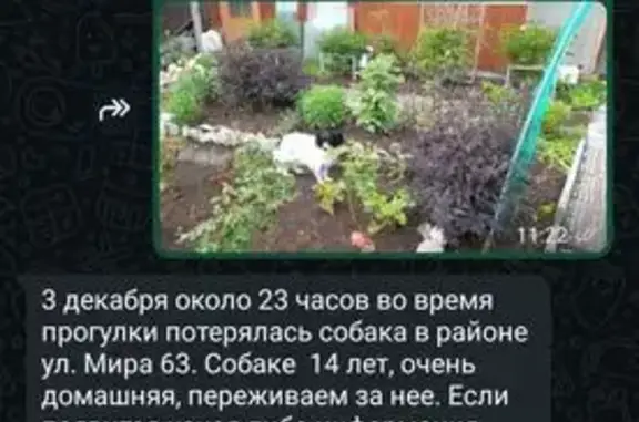 Пропала собака, пр. Мира, Нижний Тагил