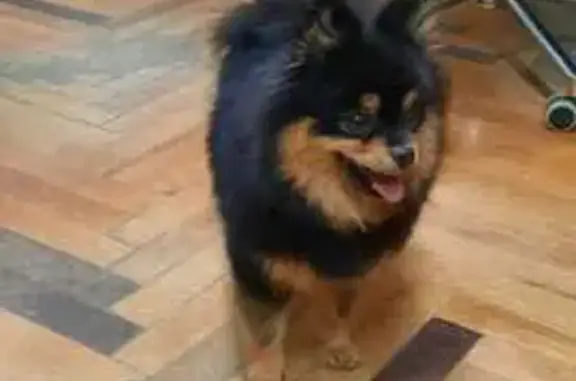 Пропала собака, Казанская 101, Астрахань