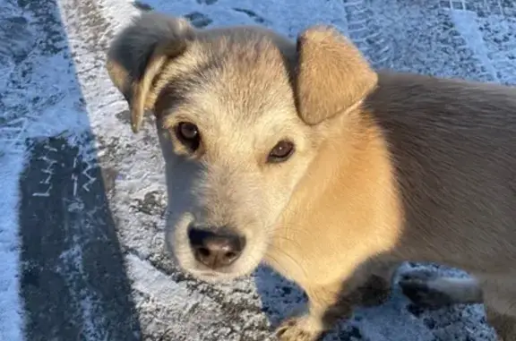 Найдена собака, Черногорск, фото: Собака найдена: ул. Ген. Тихонова, 11