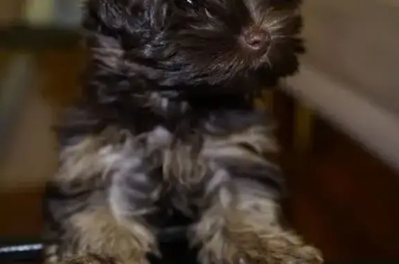 Пропал щенок на ул. Вокзальная, Красково