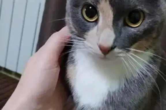 Кошки потеряшки, Южно-Сахалинск, фото: Потеряшка кошка, Крымская ул., Южно-Сах.