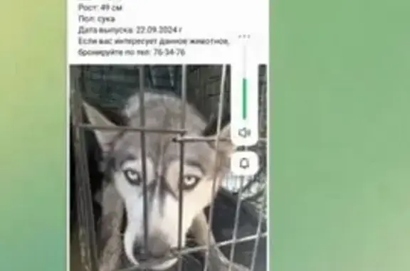 Собаки потеряшки, Кемерово, фото: Потеряшка собака, Балтийская ул., Кемерово