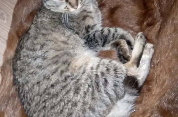 Найдена кошка, Ижевск, фото: Найдена кошка, ул. Фурманова, Ижевск