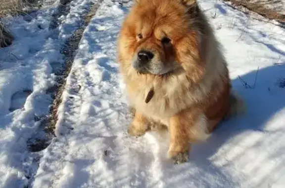 Собаки потеряшки, Марковский, фото: Потеряшка собака чау-чау, Марковский, Пермь