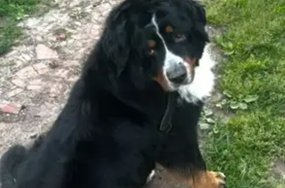 Собаки потеряшки, Ижевск, фото: Потеряшка собака, ул. Ленина, Ижевск