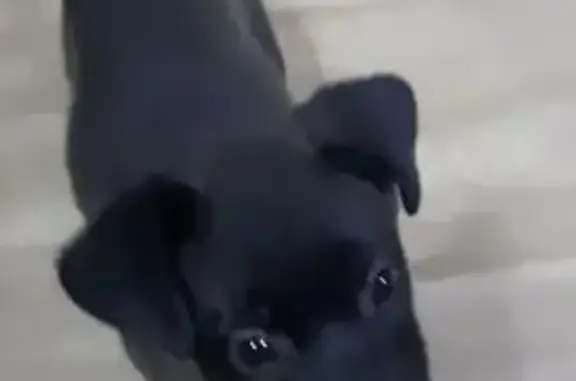 Пропала собака, Титовский пер., 23, Чита