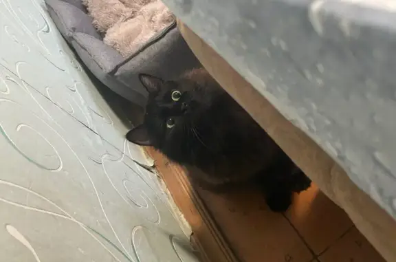 Пропала черная кошка, Осташевское шоссе