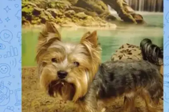 Найдена собака, Челябинск, фото: Собака найдена: ул. Болейко, 1, Челябинск