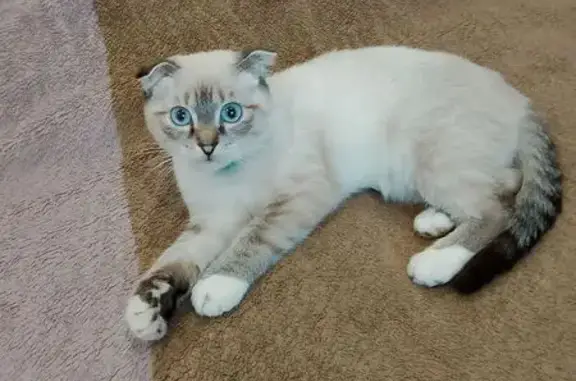 Пропал кот, ул. Костычева 41/2, Брянск