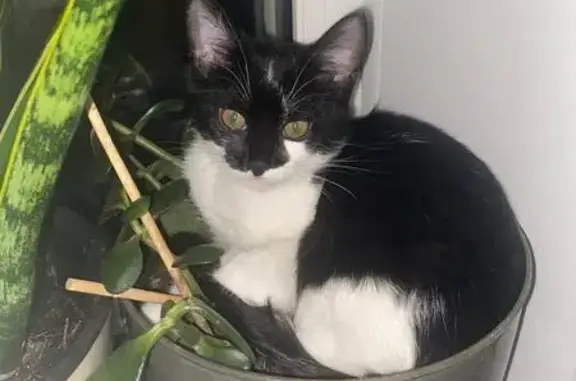 Кошки потеряшки, Кострома, фото: Потеряшка кошка на ул. Новый Быт, 6, Кострома