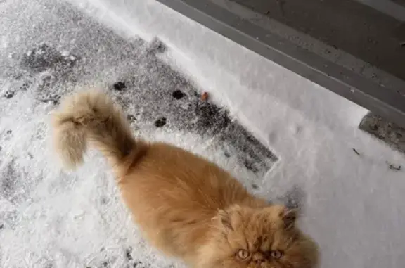 Объявления о пропавших и найденных животных, Горно-Алтайск, фото: Кошка найдена: Заринская ул., Горно-Алтайск