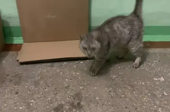 Найдена кошка, Нижний Новгород, фото: Кошка найдена: Сазанова 13, Н. Новгород