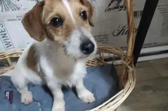 Найдена собака, Симферополь, фото: Собака найдена: пл. Ленина, Симферополь