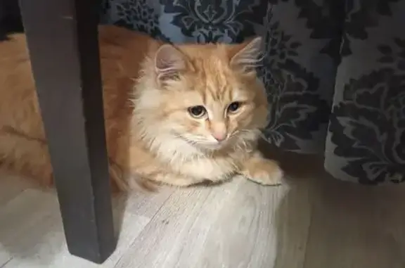 Найдена кошка, Ярославль, фото: Кошка найдена на Щепкина, 11, Ярославль