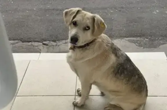 Найдена собака, Пятигорск, фото: Собака Лола найдена на Аллее Строителей, 1