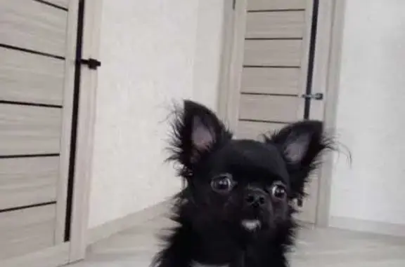 Пропала чихуахуа, ул. Мира, Павловская