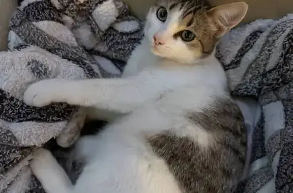 Найдена кошка, Казань, фото: Кошка найдена, Бакалейная 48А, Казань