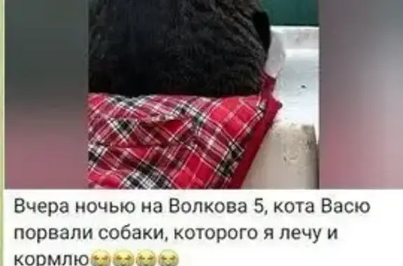 Найдена слепая котенок-девочка в опасном месте