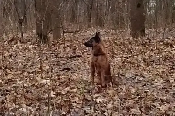 Найдена собака, Подольск, фото: Собака найдена: ул. Маштакова 8, Подольск