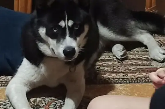 Собаки потеряшки, Бердск, фото: Потеряшка собака, ул. 40 лет Октября, 9