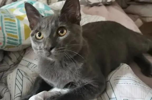 Пропала кошка, пр. Космонавтов 41/1