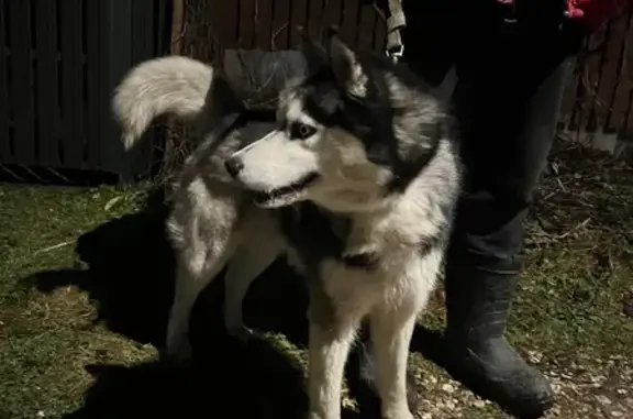 Найдена собака, Беликово, фото: Хаски найден в Беликово, МО