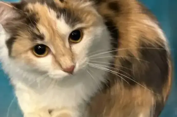 Пропала кошка, Вокзальная ул. 19В, Красногорск