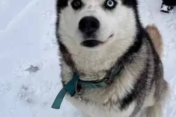 Пропала собака хаски, Томск