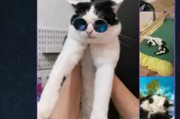 Пропал кот, Карла Маркса 80, Борисоглебск