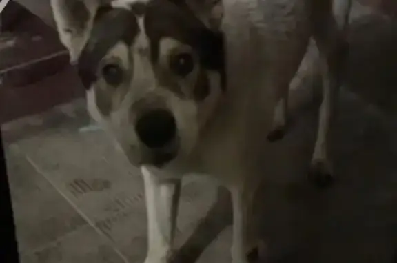 Пропала собака в Брянске, ул. 8