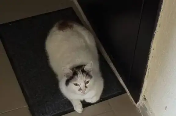 Найдена кошка, Евпатория, фото: Кошка найдена на Чапаева, 93, Евпатория