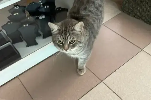 Найдена кошка, Махачкала, фото: Кошка найдена на Габитова 9, Махачкала