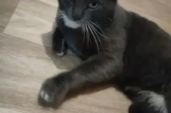 Объявления о пропавших и найденных животных, Нижний Тагил, фото: Кошка найдена, Газетная ул., Н. Тагил