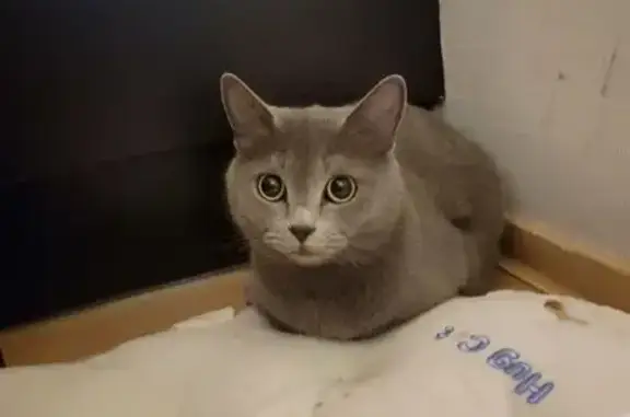 Найдена кошка, Санкт-Петербург, фото: Кошка найдена: Дрезденская ул., 6 к1, СПб