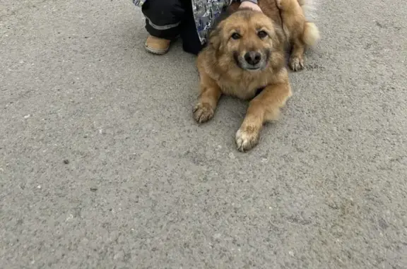 Пропала собака, Восточная ул. 11, Х-Мансийск