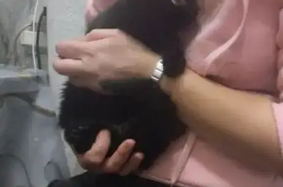 Найдена кошка, Новокузнецк, фото: Котёнок найден в Новокузнецке, Кем. обл.