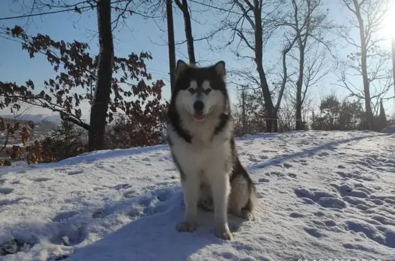 Пропала собака, Садовая 49, Находка
