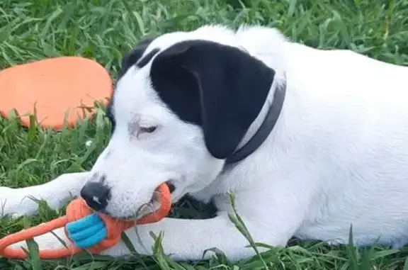 Собаки потеряшки, Сочи, фото: Потеряшка собака, Сочи, ул. Акаций 5А