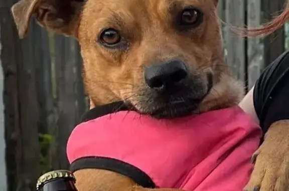 Пропала собака в Маяке, Самарская обл.