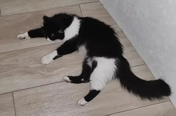 Найдена кошка, Краснодар, фото: Кошка найдена у Кирилла Россинского, 3/1