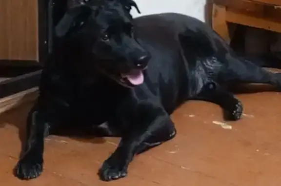 Пропала собака, Первомайская ул., Новоуральск