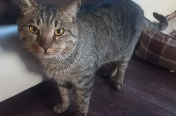 Найдена кошка, Чита, фото: Кот найден на рынке Витэн, Чкалова 1А