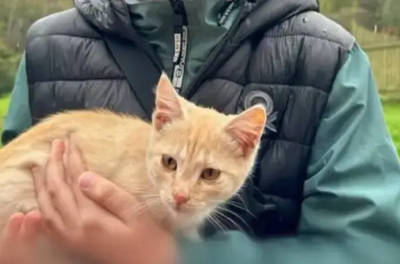 Кошки потеряшки, Московская область, фото: Потеряшка рыжая кошка, Ульянки, МО