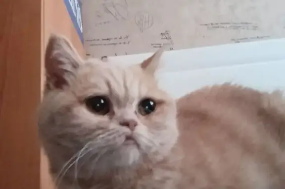 Пропала кошка, ул. Барбюса 79А, Челябинск